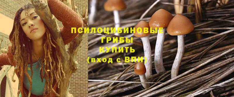 Галлюциногенные грибы Psilocybine cubensis  Ленинск 